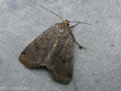 Protolampra sobrina