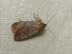 Protolampra sobrina