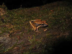 Ischnocnema henselii