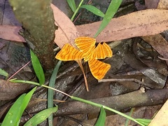 Chersonesia intermedia
