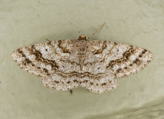 Melanolophia imitata