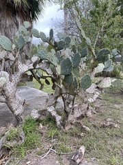 Opuntia alta