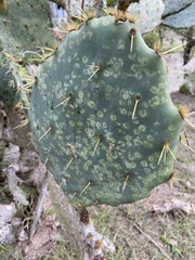 Opuntia alta