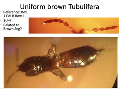 Karnyothrips flavipes