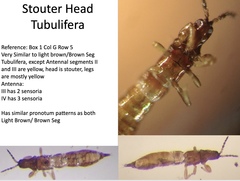 Tubulifera