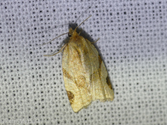 Paramesia gnomana