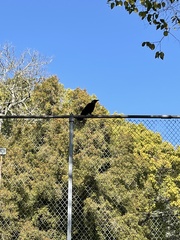 Corvus brachyrhynchos