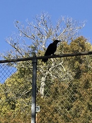 Corvus brachyrhynchos