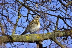 Turdus pilaris