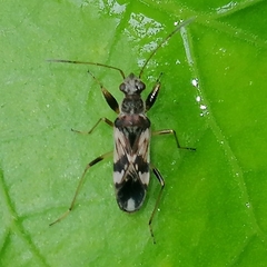 Neopamera bilobata