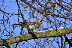 Turdus pilaris
