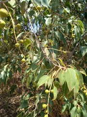 Prunus serotina capuli