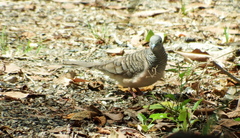 Geopelia placida placida