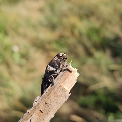 Ectinogonia buquetii