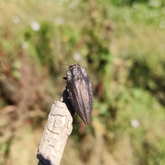 Ectinogonia buquetii