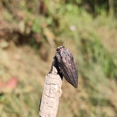 Ectinogonia buquetii