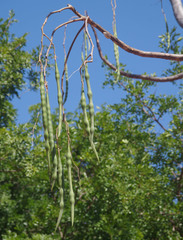 Moringa hildebrandtii