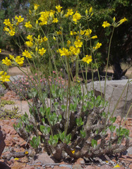 Pachypodium horombense