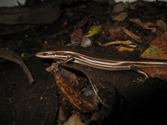 Aspronema dorsivittatum