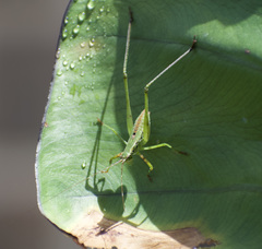 Scudderia