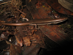 Aspronema dorsivittatum