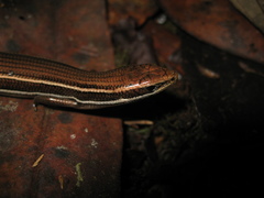 Aspronema dorsivittatum