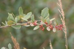 Berberis asiatica