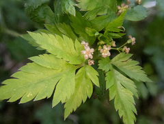 Osmorhiza purpurea