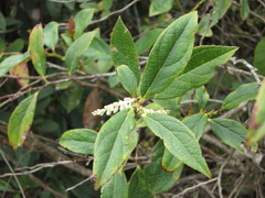 Gaultheria fragrantissima
