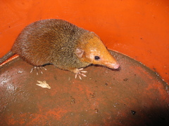 Monodelphis scalops