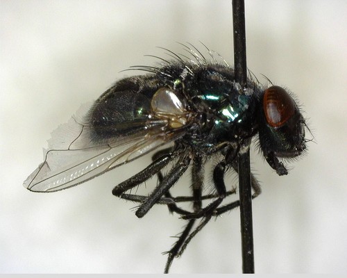 iNaturalist observation photo of Blow Flies