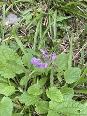 Stachys drummondii