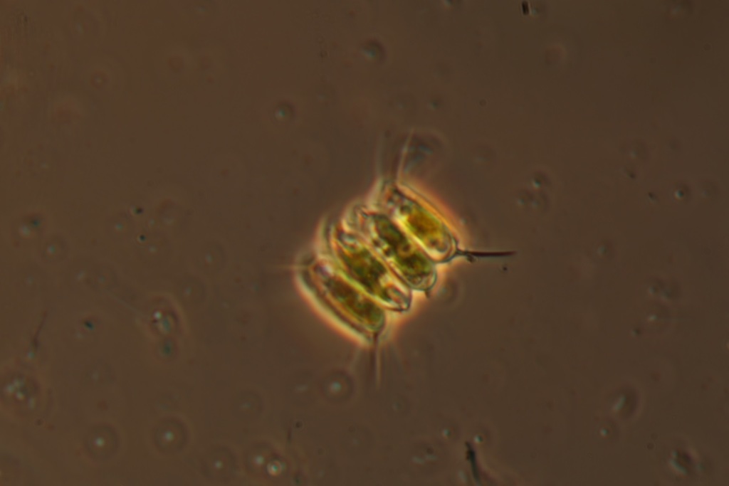 Desmodesmus armatus (Desmodesmus armatus)