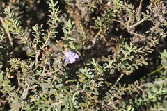 Eremophila weldii