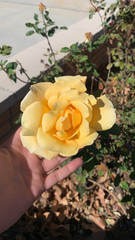 Rosa