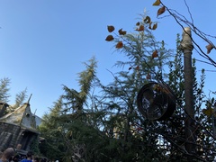 Cedrus deodara
