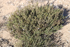Eremophila weldii
