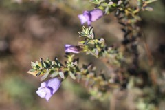 Eremophila weldii