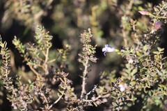 Eremophila weldii