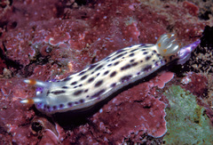Hypselodoris bertschi