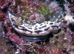 Hypselodoris bertschi