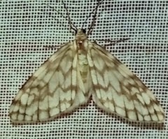 Parallage inconcinna