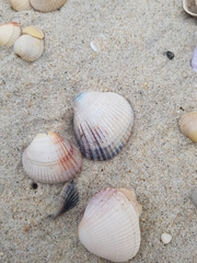 Cerastoderma glaucum