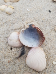 Cerastoderma glaucum