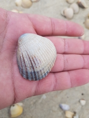 Cerastoderma glaucum