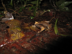 Physalaemus moreirae