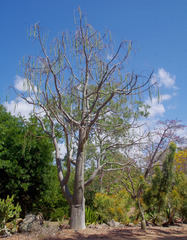 Moringa hildebrandtii