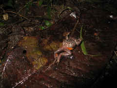 Physalaemus moreirae