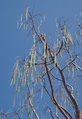 Moringa hildebrandtii