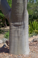 Moringa hildebrandtii